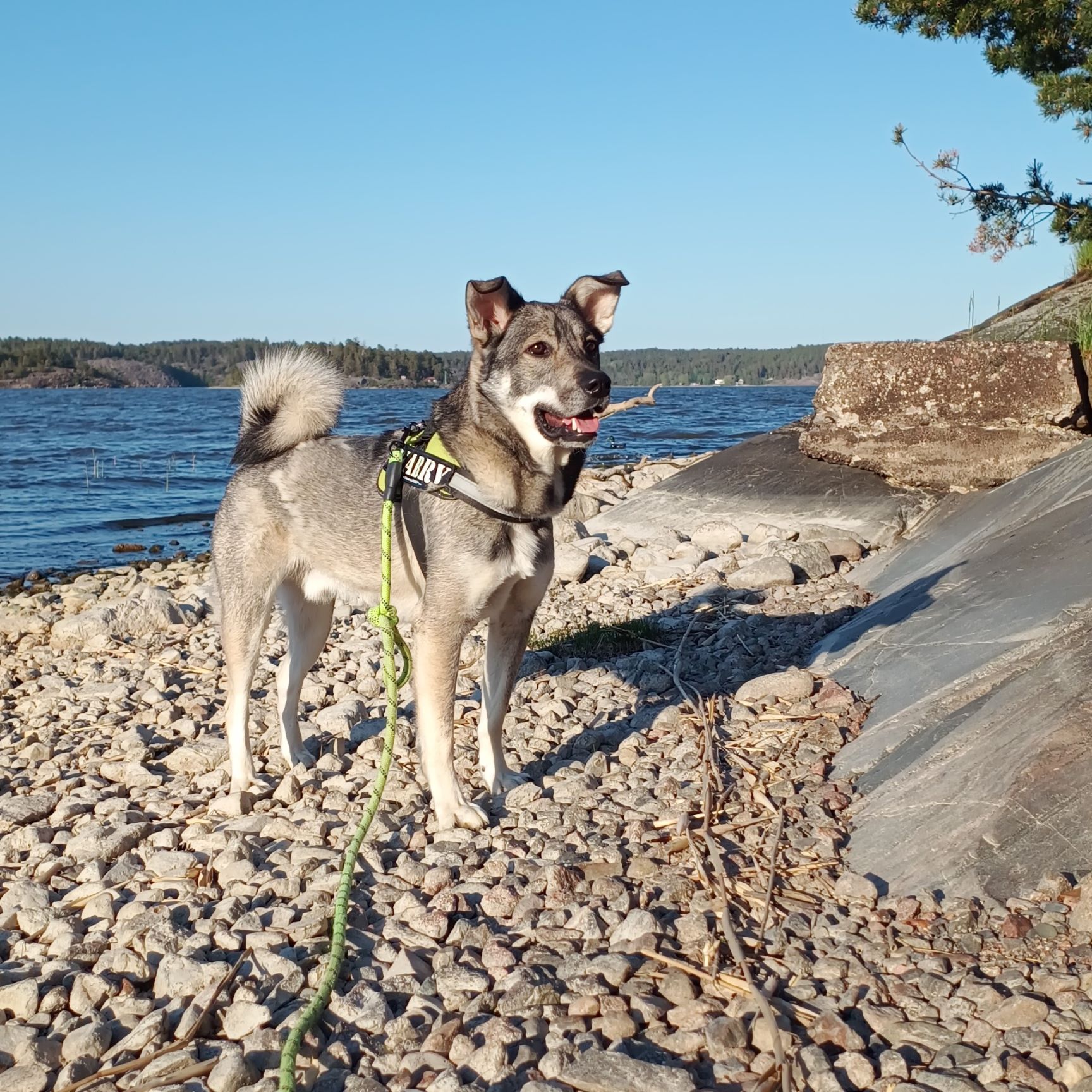 Vovven Harry Bild på hunden Harry