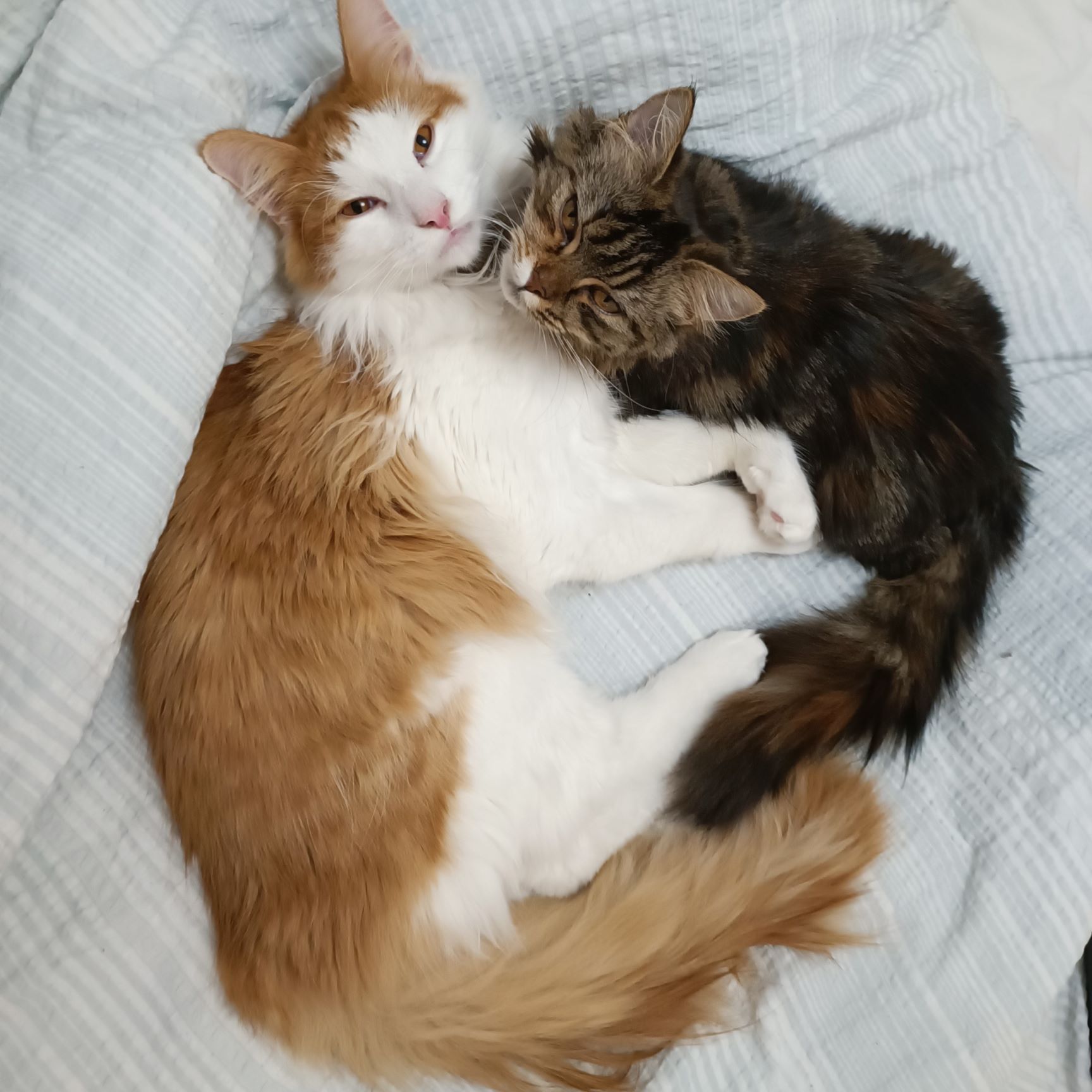 Katterna Simba och Doris Bild på katterna Simba och Doris